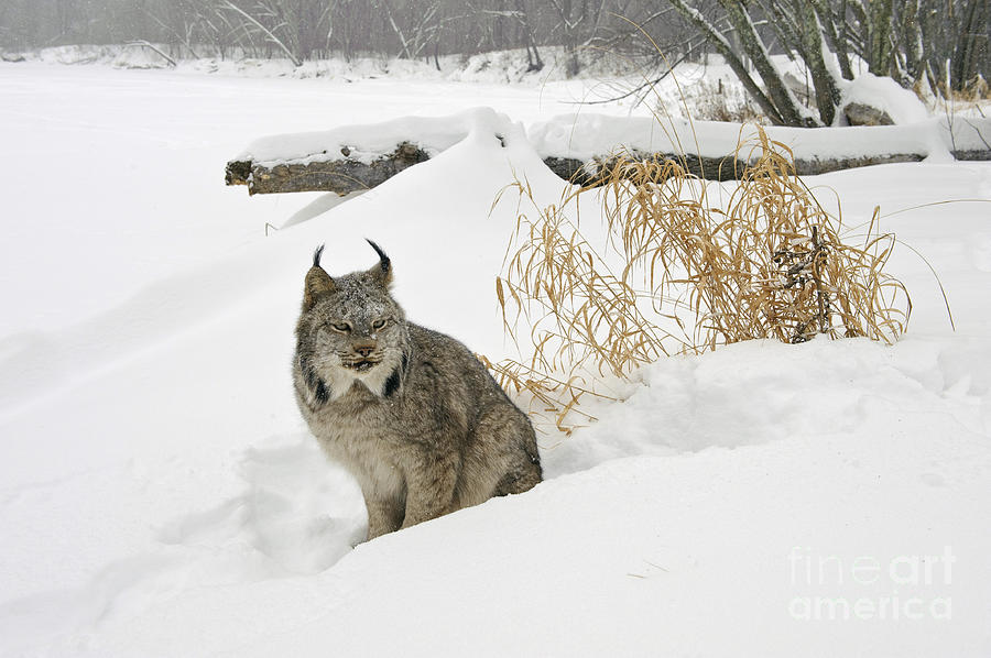 Nature Photograph - Canadian Lynx #9 by John Shaw