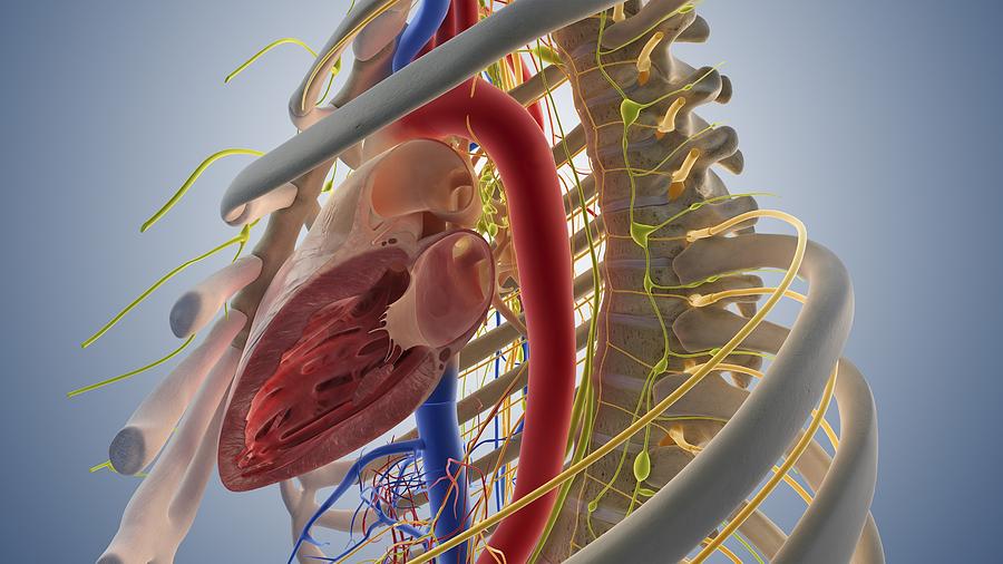 Skeleton Photograph - Cardiovascular system, artwork #9 by Science Photo Library
