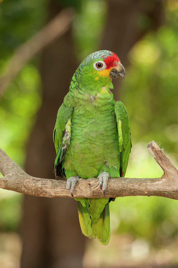Parrot Photograph - Central America, Honduras, Roatan #9 by Jim Engelbrecht
