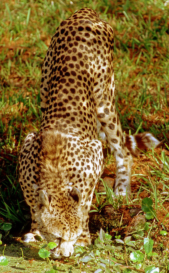 Cheetah Acinonyx Jubatus #9 Photograph by Millard H. Sharp