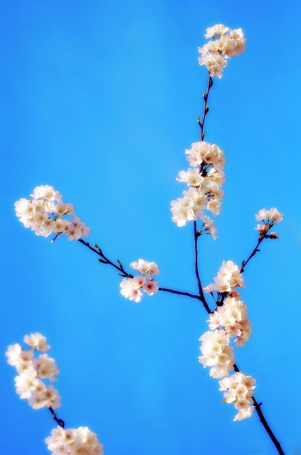 Cherry Blossom (prunus Serrulata) #9 Photograph by Science Photo Library Cherry Blossom (prunus Serrulata) #9 Photograph by Science Photo Library