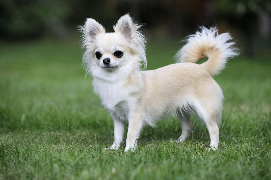 Chihuahua Dog #9 Photograph by John Daniels
