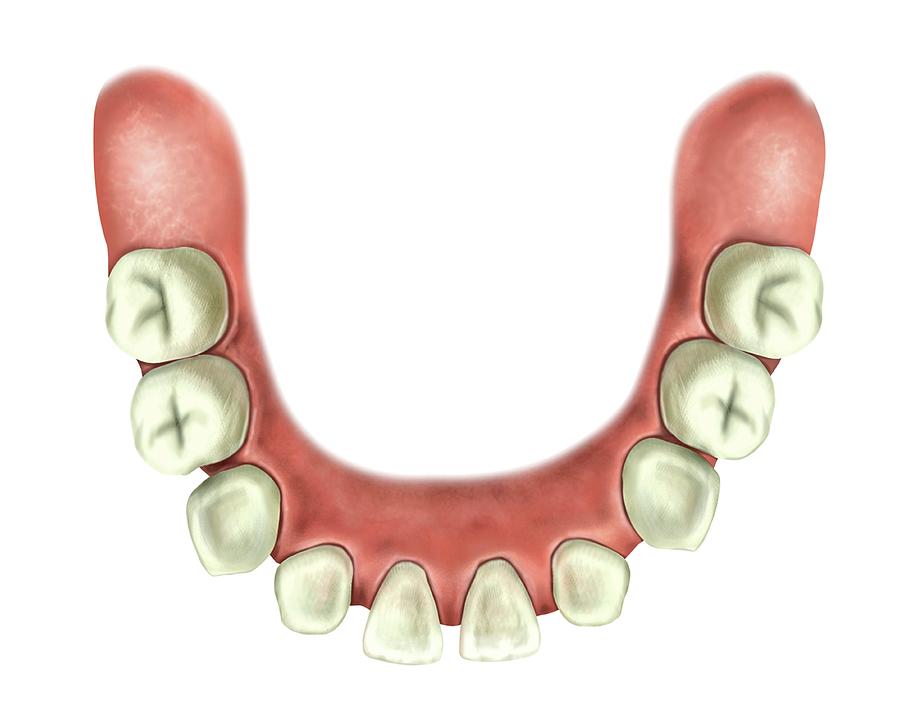 Child's Teeth Photograph by Asklepios Medical Atlas - Fine Art America