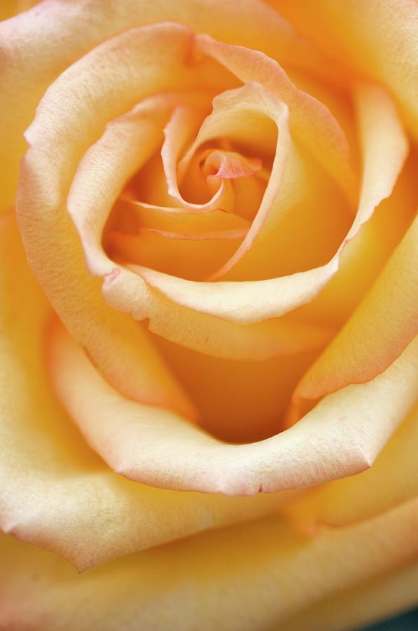 Nature Photograph - Close Up Of Single Rose (rosa Hybrid) #9 by Maria Mosolova
