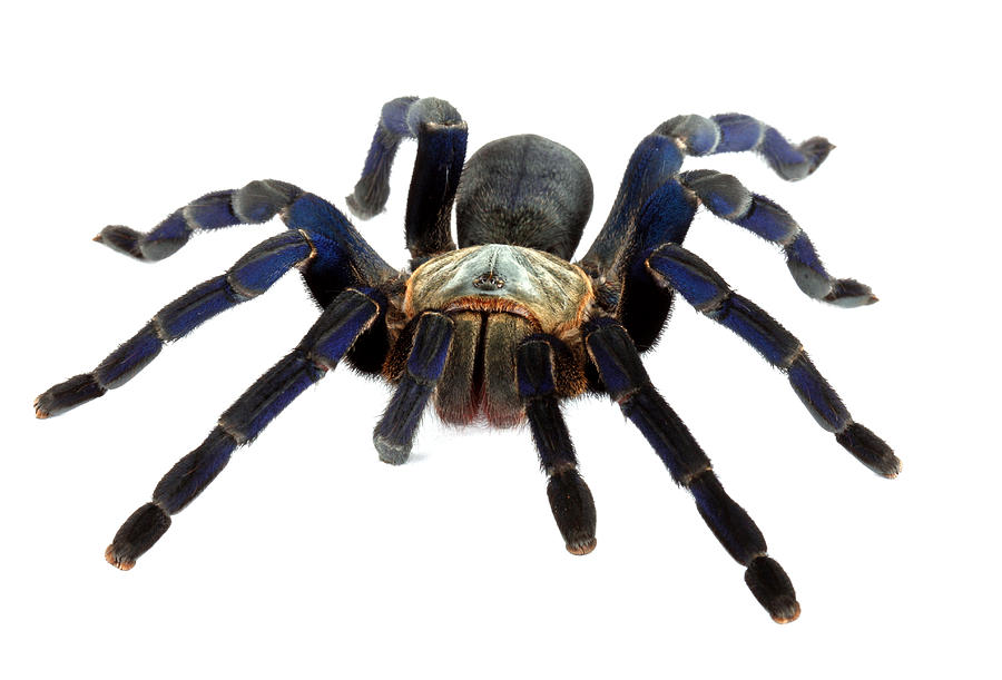 Cobalt Blue Tarantula Photograph by John Bell
