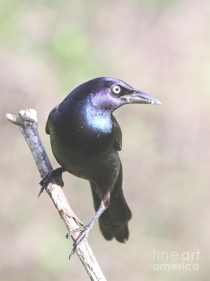 Common Grackle #9 Photograph by Jack R Brock