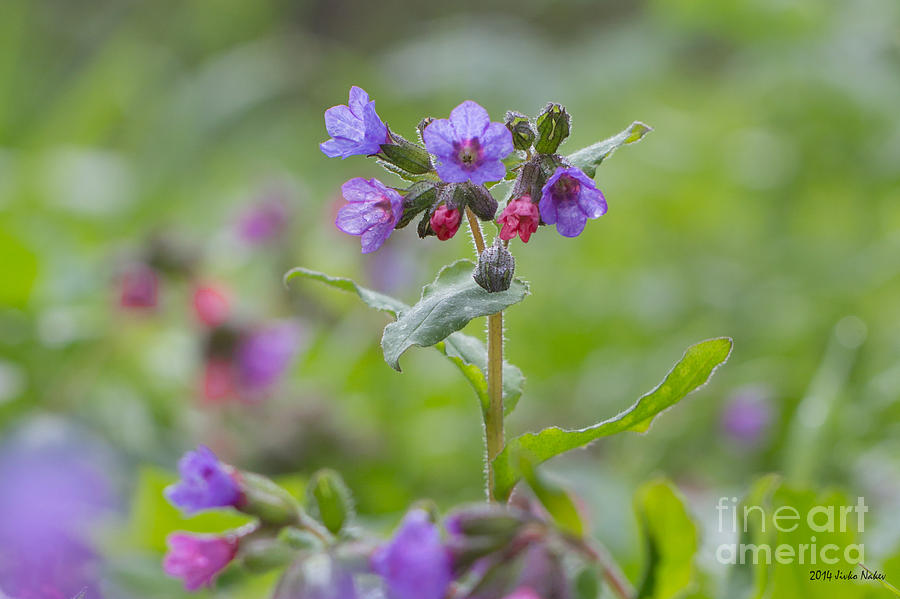 Common lungwort #9 Photograph by Jivko Nakev