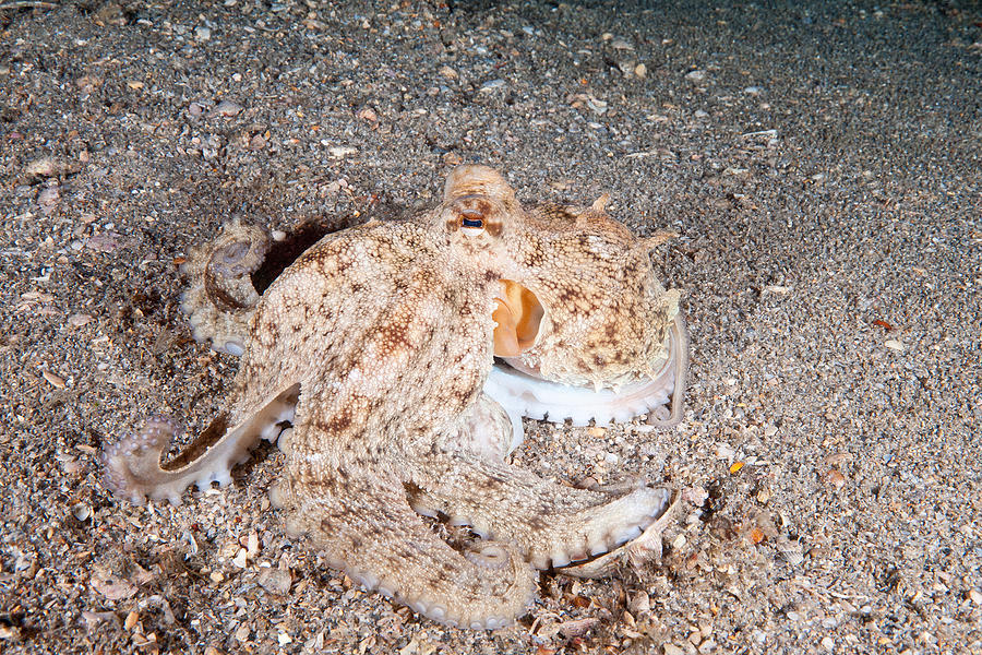 Common Octopus #9 Photograph by Andrew J. Martinez