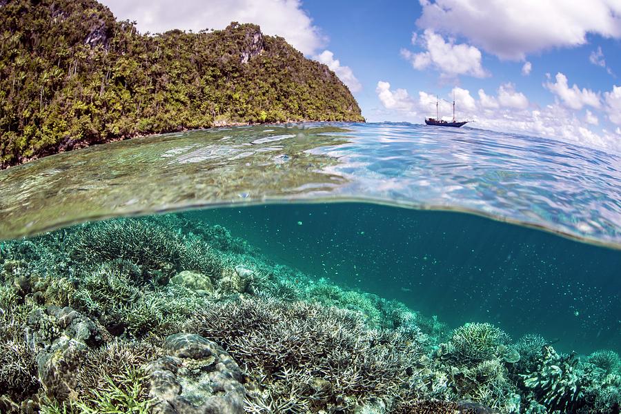 Coral Reef Photograph by Ethan Daniels