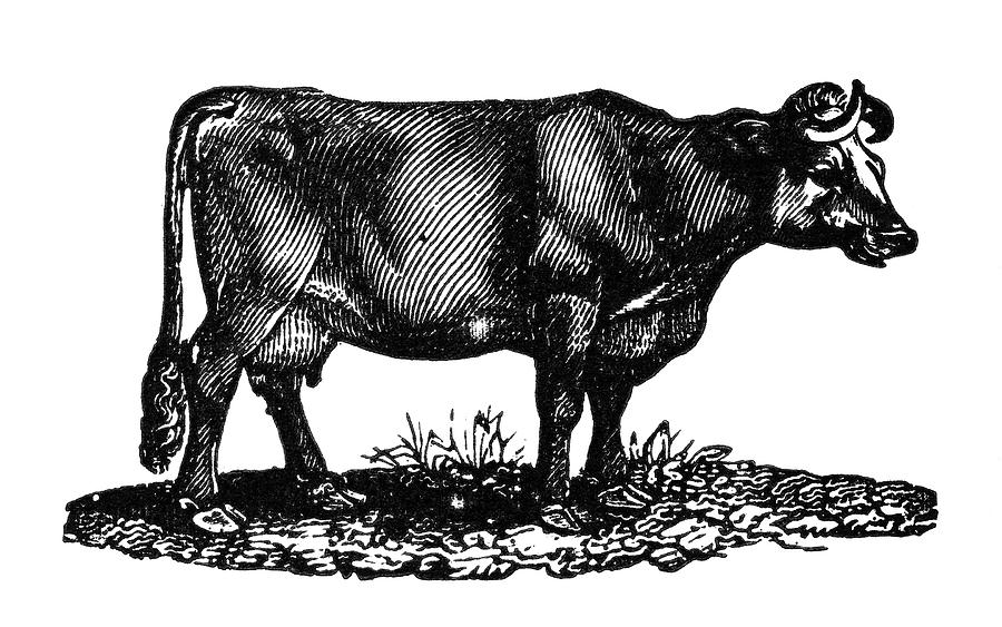 Cow, 19th Century Painting by Granger - Pixels