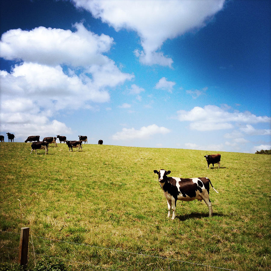 Animal Photograph - Cows #9 by Les Cunliffe