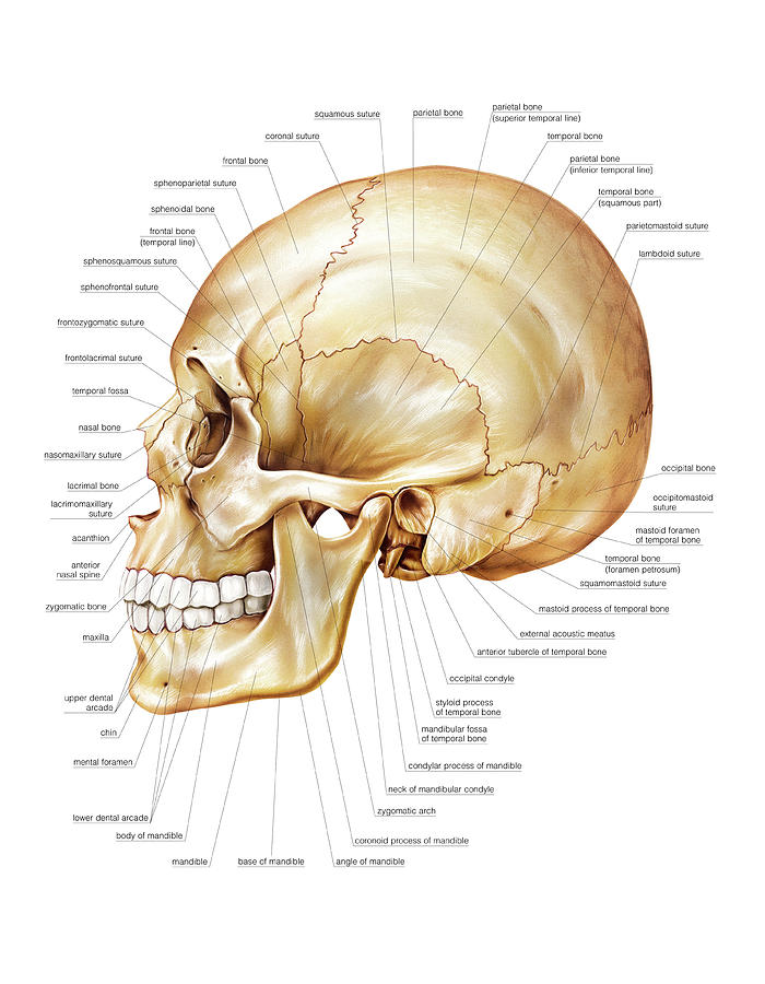 Cranium #9 Photograph by Asklepios Medical Atlas - Fine Art America