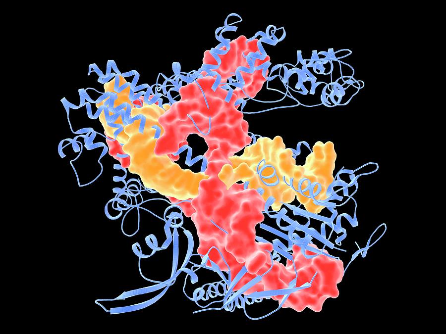 Crispr-cas9 Gene Editing Complex Molecule #9 Photograph by Alfred Pasieka/science Photo Library