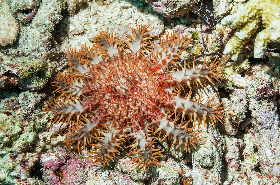 Crown Of Thorns Starfish Photograph By Georgette Douwma Pixels   9 Crown Of Thorns Starfish Georgette Douwma 