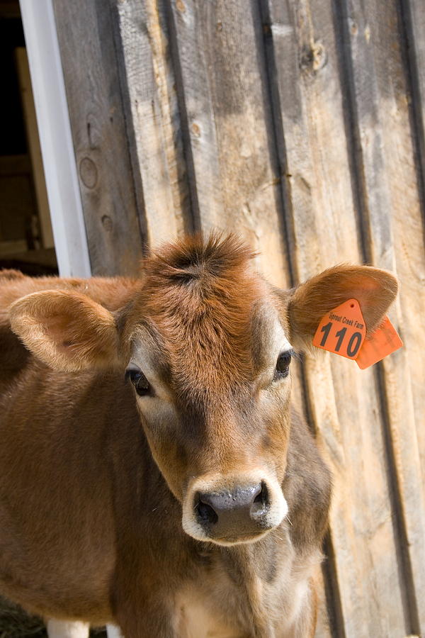 Dairy Cow #9 Photograph by Bonnie Sue Rauch