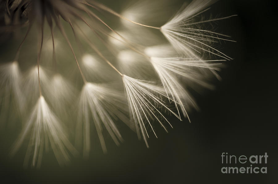 Dandelion close-up view backlit #9 Photograph by Jim Corwin