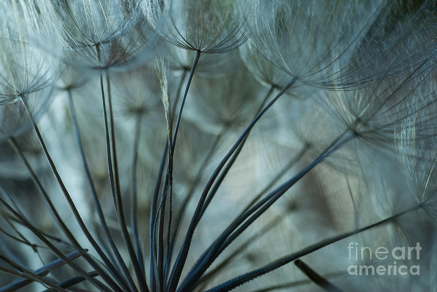 Dandelions  Photograph by Iris Greenwell