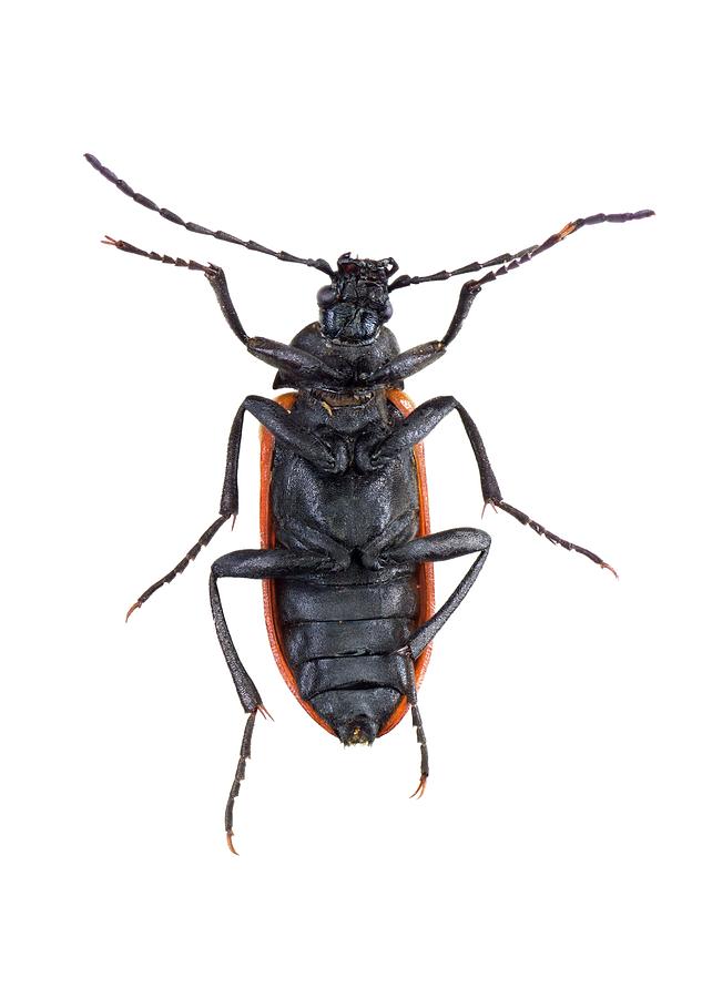Wildlife Photograph - Darkling Beetle #9 by F. Martinez Clavel