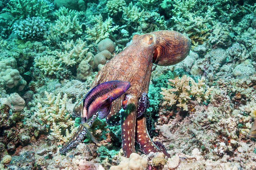 Day Octopus Hunting On A Reef #9 Photograph by Georgette Douwma