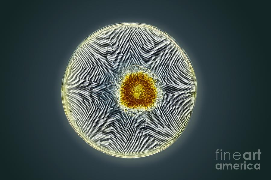 Nature Photograph - Diatom, Light Micrograph #9 by Frank Fox