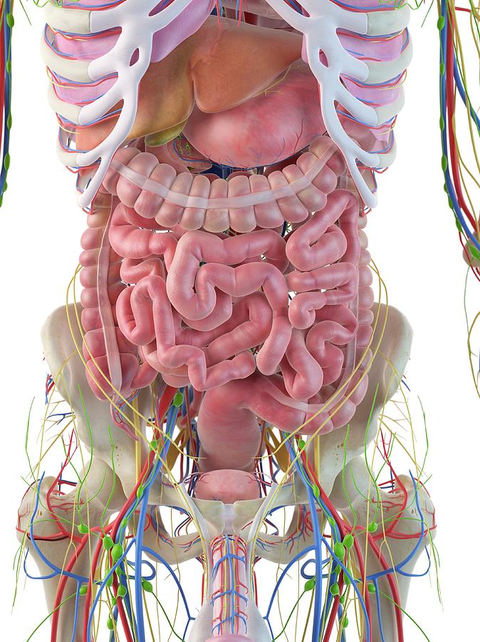 Digestive System Photograph by Sciepro - Fine Art America