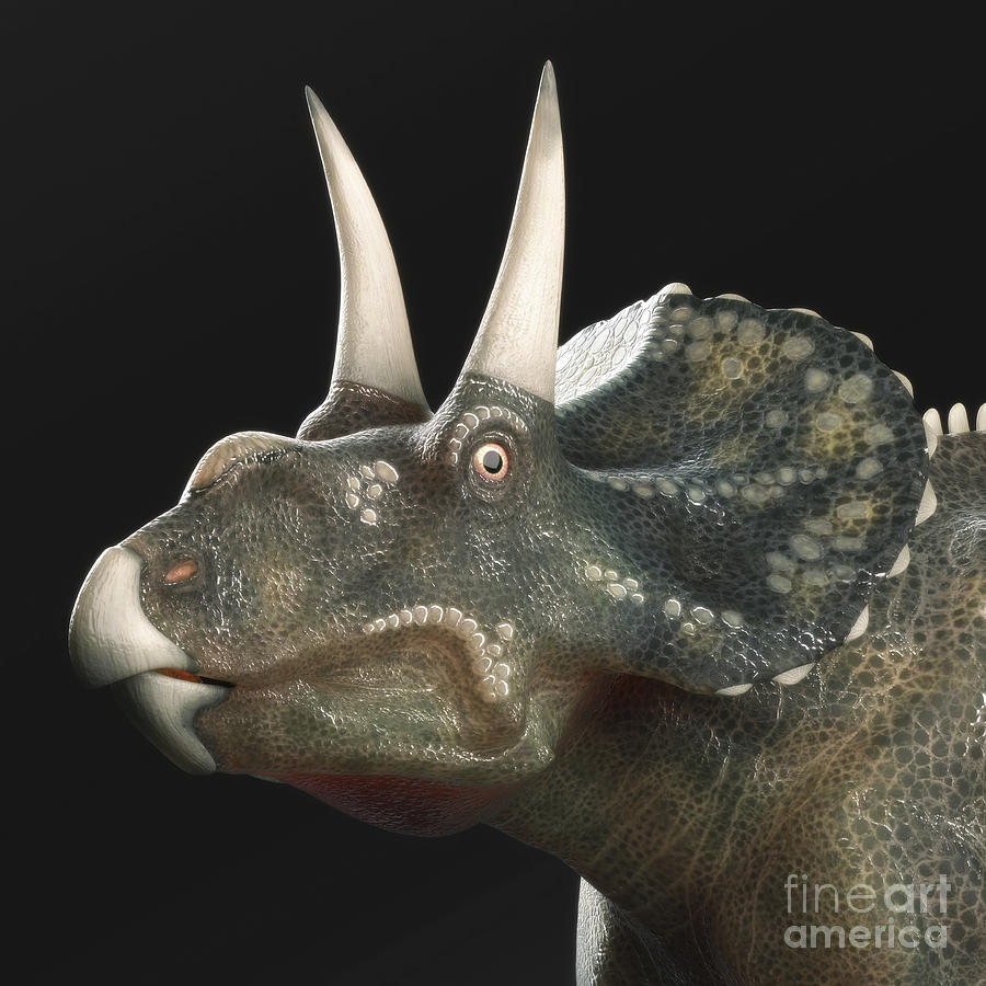 Dinosaur Diceratops #9 Photograph by Science Picture Co