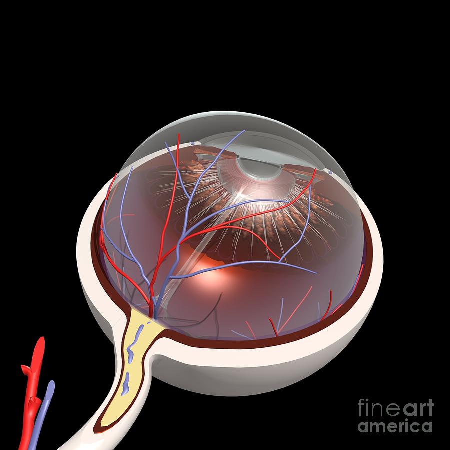 Dissection Of The Eye Photograph by Medical Images, Universal Images Group