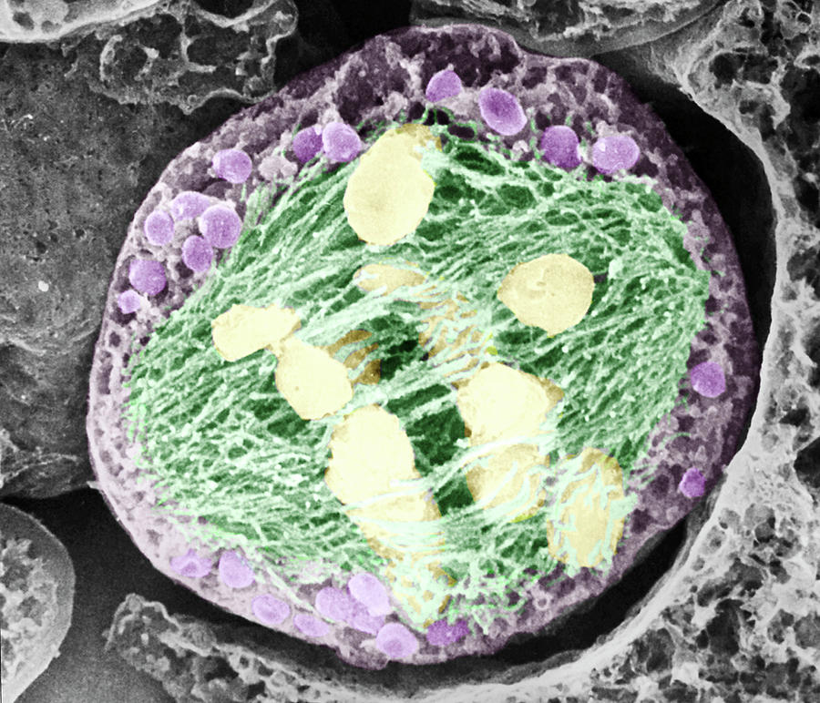 Dividing Pollen Cell #9 Photograph by Professor T. Naguro