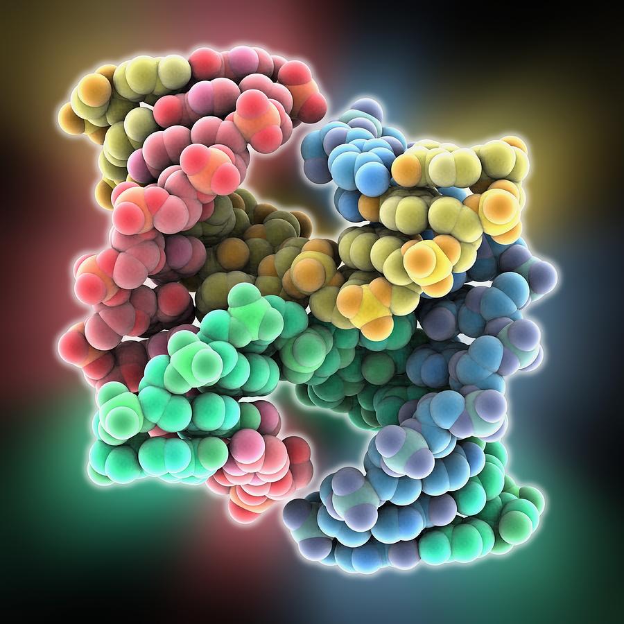 Holliday Junction Photograph - DNA Holliday junction, molecular model #9 by Science Photo Library