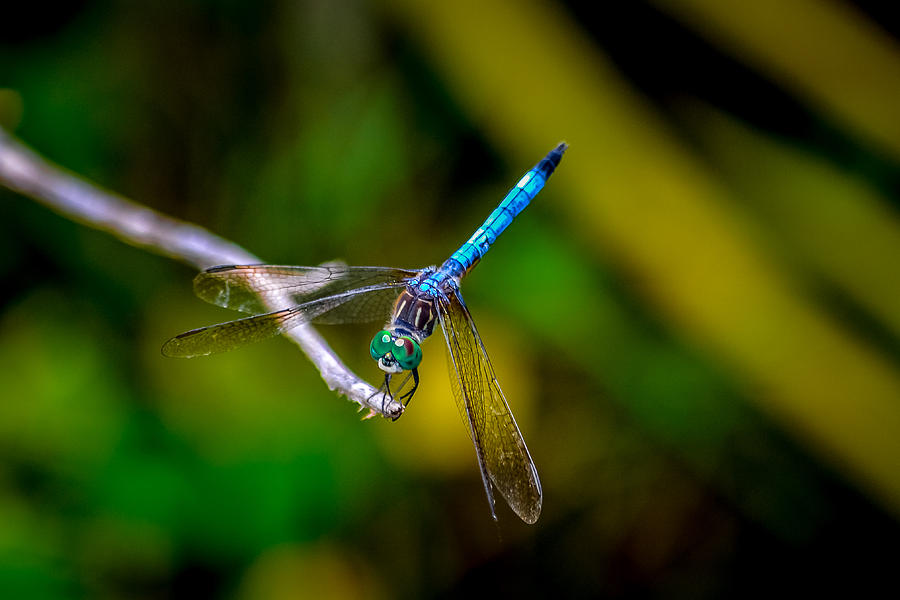 Dragonfly Photograph by Michael Brooks - Fine Art America