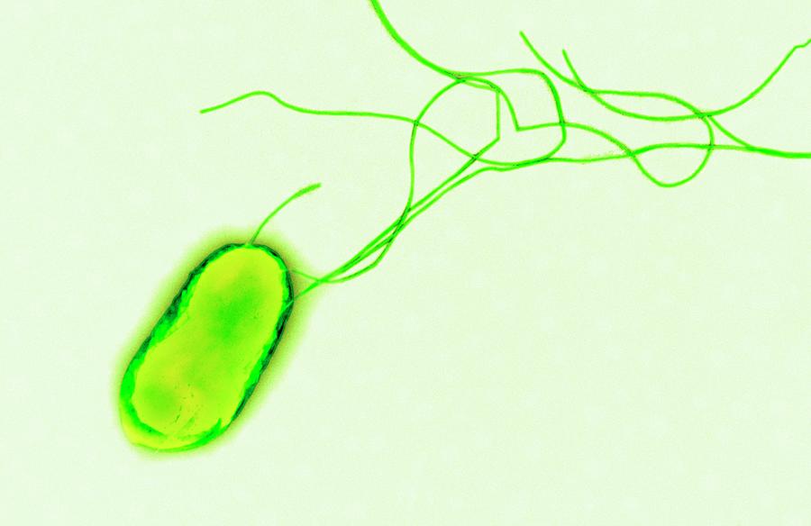 E. Coli Bacterium Photograph by Centre For Infections/public Health ...