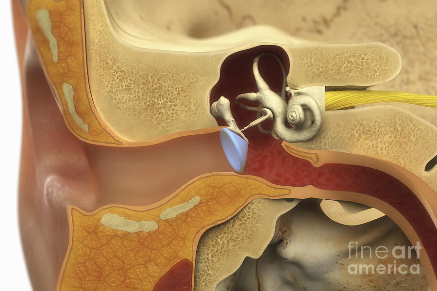 Ear Anatomy #1 Photograph by Science Picture Co