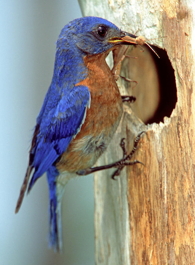 Eastern Bluebird #9 Photograph by Millard H. Sharp