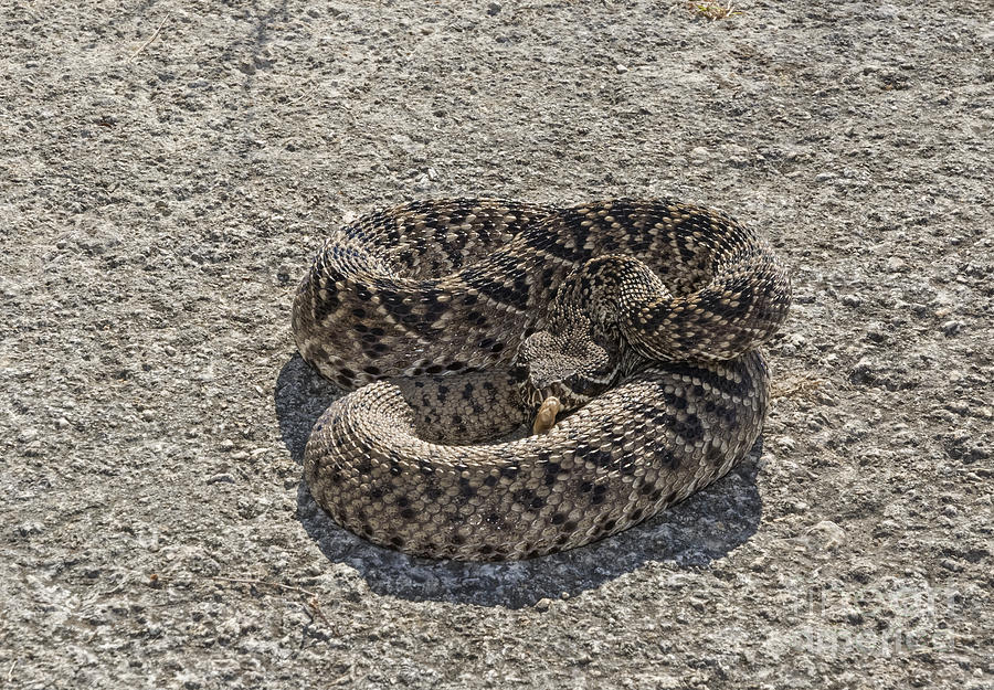 Eastern Diamondback Rattlesnake Crotalus adamanteus Photograph by John ...