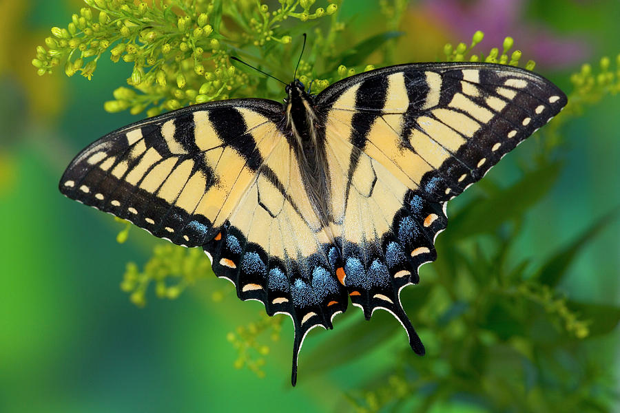 Eastern Tiger Swallowtail Butterfly Photograph by Darrell Gulin | Fine ...