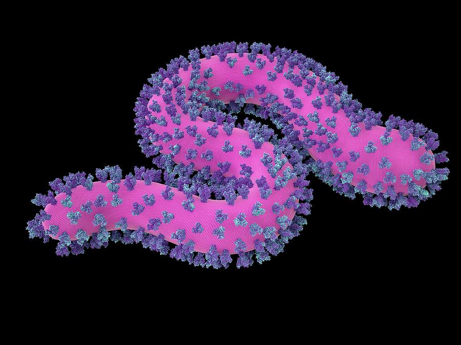 Ebola Virus Particle #9 Photograph by Maurizio De Angelis
