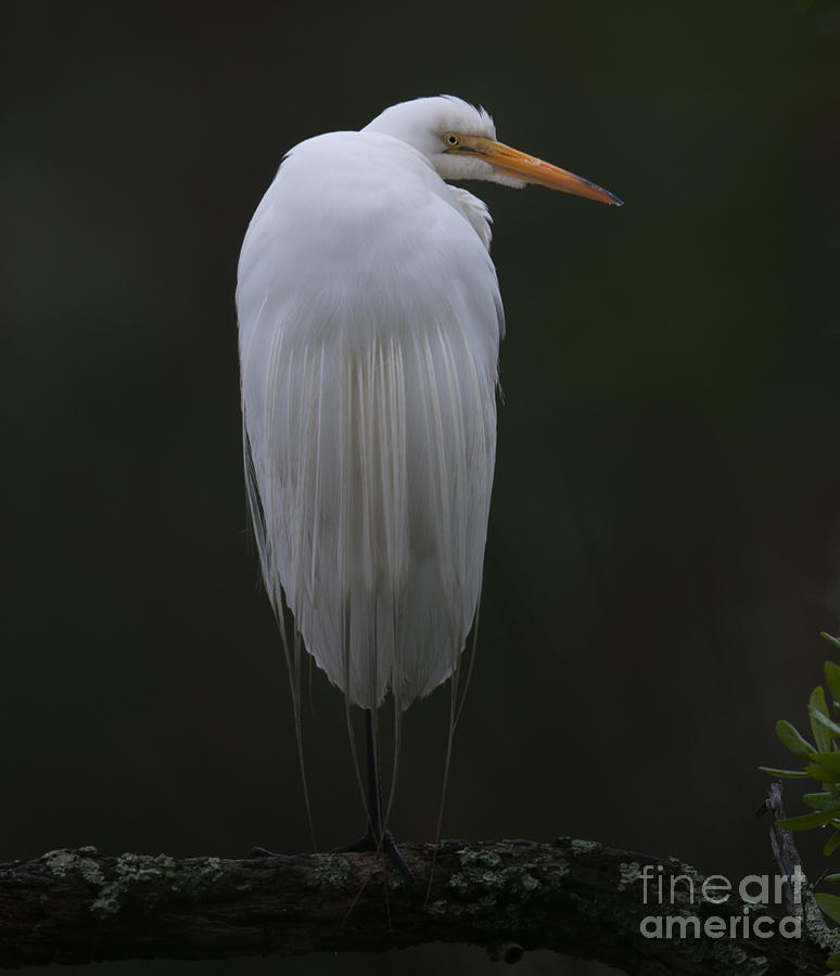 Egret #2 Photograph by Dale Powell