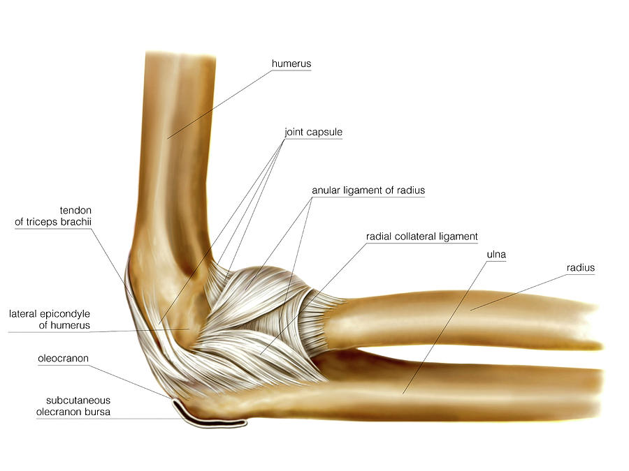 Anatomy Of The Elbow Joint