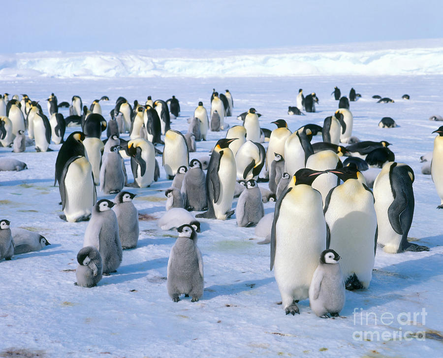 Emperor Penguin Aptenodytes Forsteri #9 Photograph by Hans Reinhard