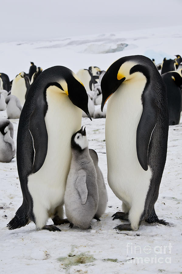 Emperor Penguins, Antarctica #9 Photograph by Greg Dimijian
