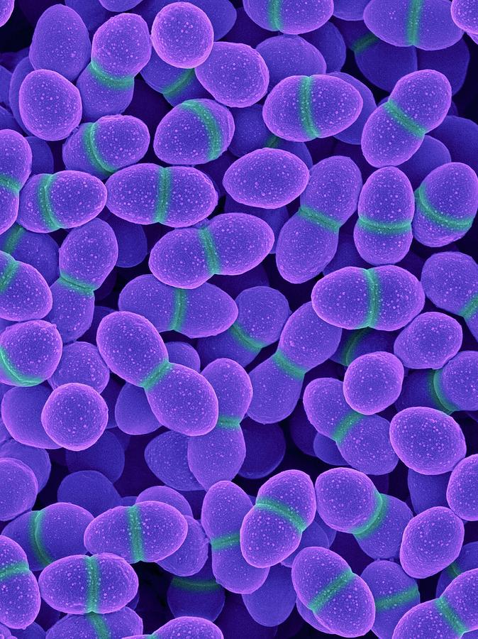 Enterococcus Faecalis #9 Photograph by Dennis Kunkel Microscopy/science Photo Library