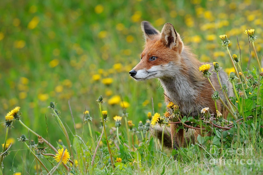 Wildlife Photograph - European Red Fox #16 by Willi Rolfes