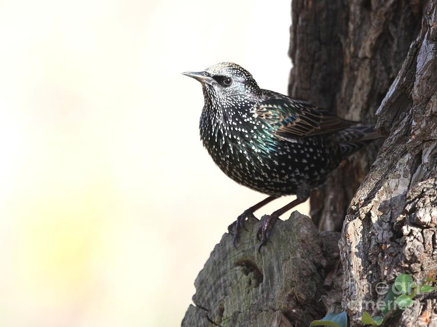 European Starling #9 Photograph by Jack R Brock