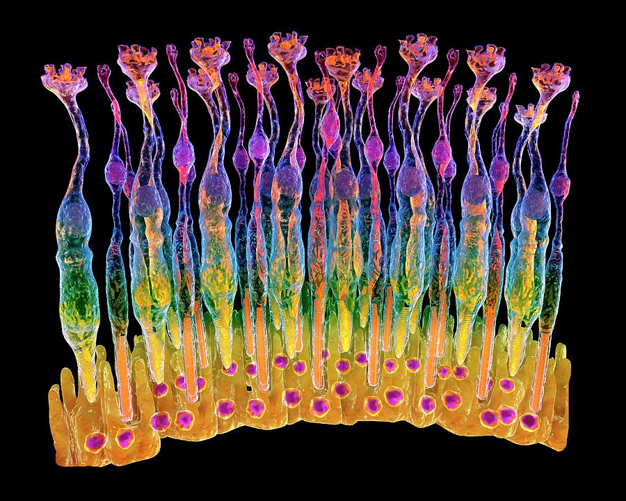 Eye Retina Photograph by Alfred Pasieka/science Photo Library
