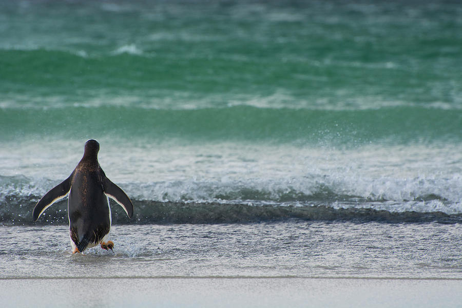 Penguin Photograph - Falkland Islands #9 by Inger Hogstrom