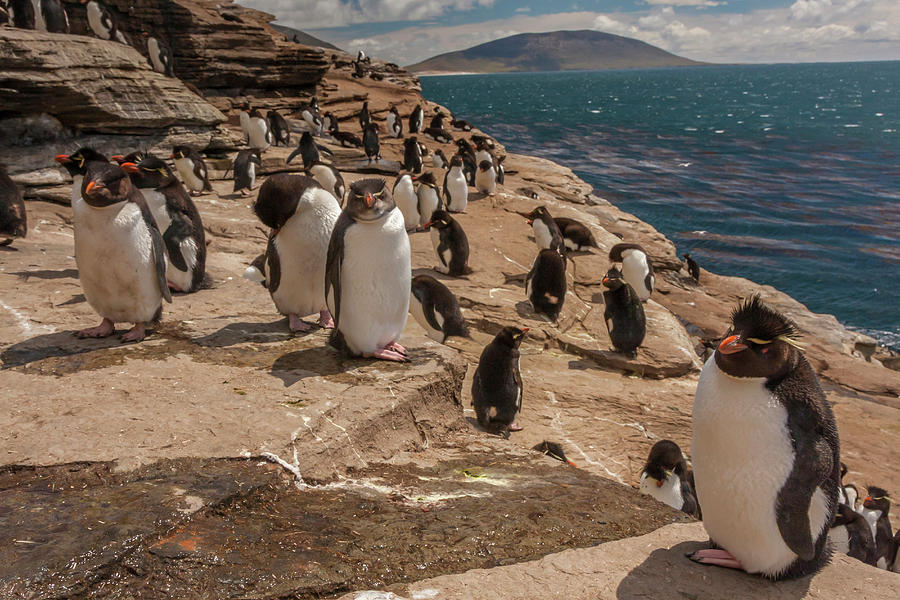 Penguin Photograph - Falkland Islands, Saunders Island #9 by Jaynes Gallery