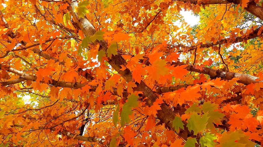 Fall Explosion of Color #9 Photograph by Kenny Glover