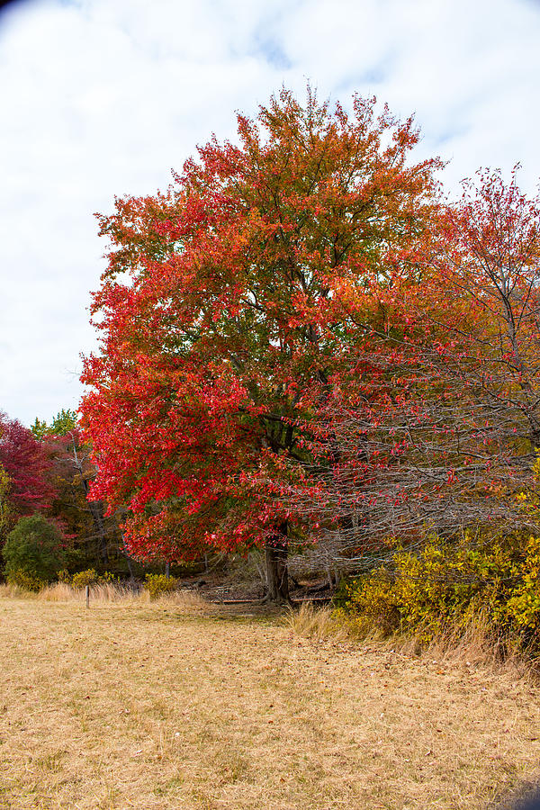 Fall foliage at Caumsett State Historic Park Preserve #9 Photograph by Susan Jensen