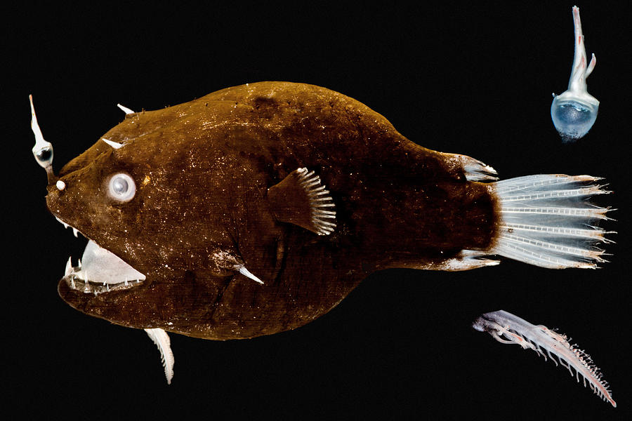 Female Anglerfish Linophryne Sp Photograph by Danté Fenolio - Pixels