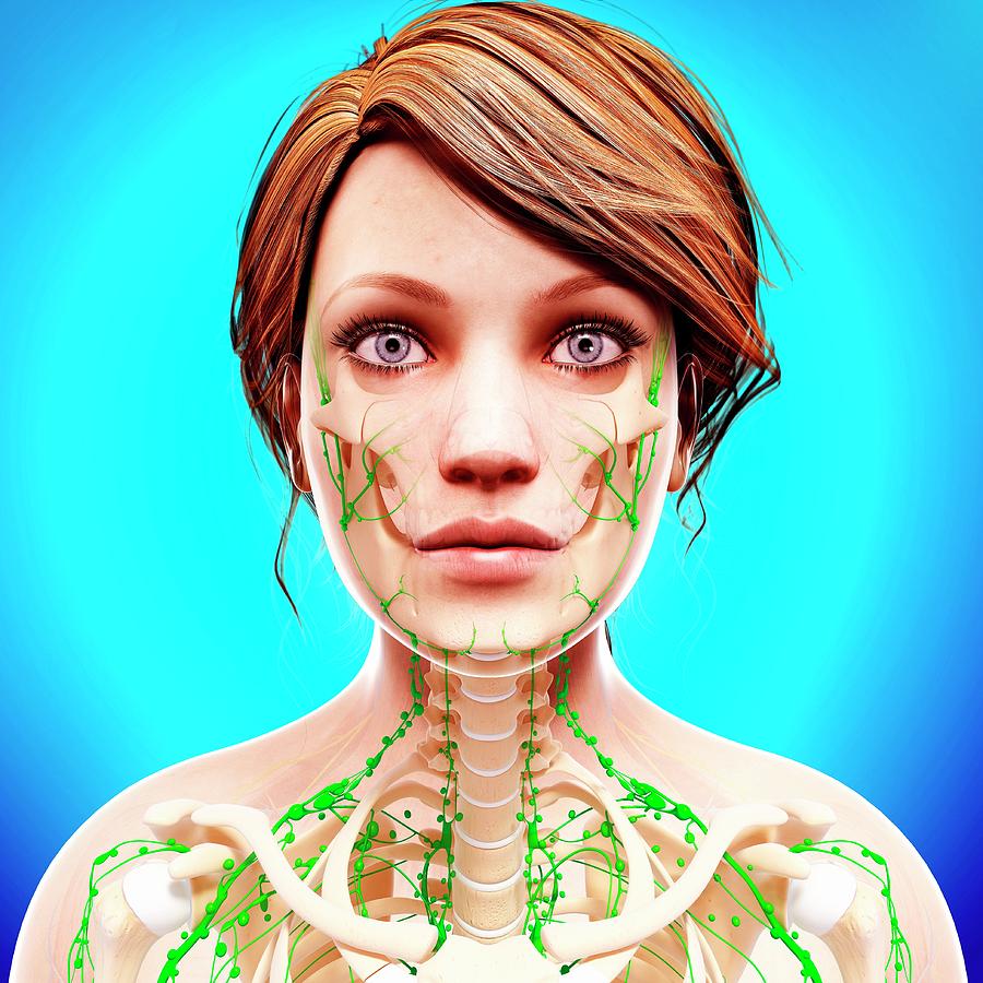 Female Lymphatic System #9 Photograph by Pixologicstudio/science Photo Library